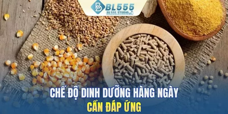 Chế độ dinh dưỡng hàng ngày cần đáp ứng cho gà chọi